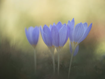 Autumn joy - image #456507 gratis